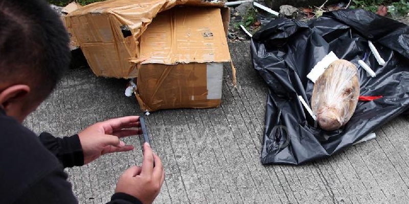 JMSI Kecam Aksi teror kepala Babi di Kantor Tempo