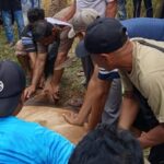 Idul Adha 1446 H, JMSI Inhu Sembelih Hewan Kurban Bersama Bupati dan DPRD