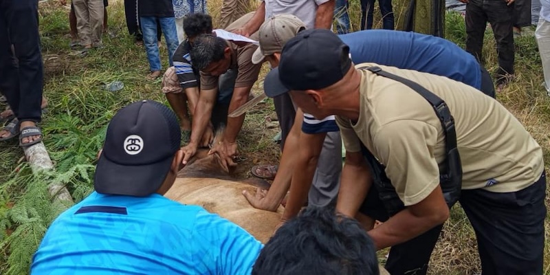 Idul Adha 1446 H, JMSI Inhu Sembelih Hewan Kurban Bersama Bupati dan DPRD